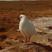 Black-faced Sheathbill